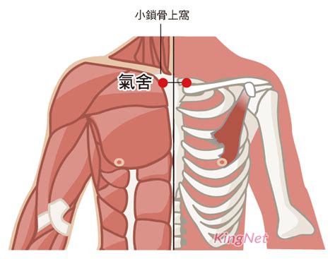 氣穴|氣穴穴可改善子宮虛寒,月經不調,經閉